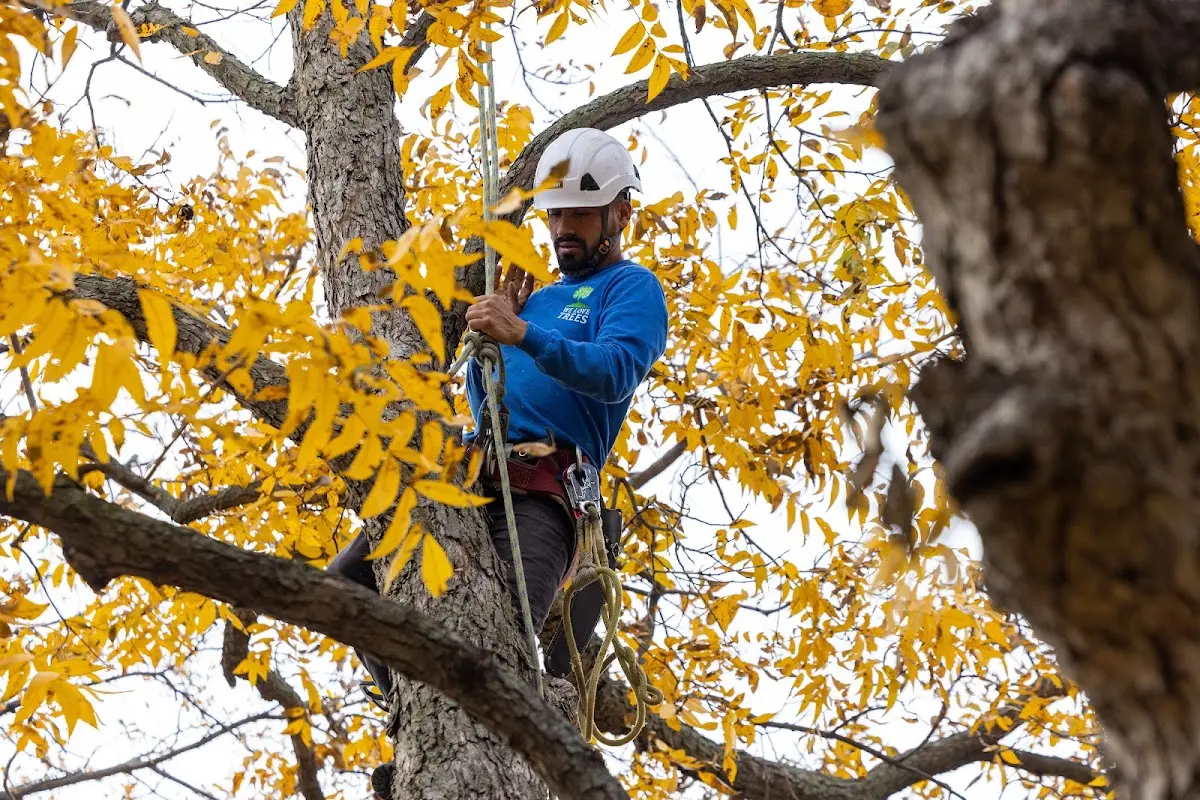 Skilled Tree Pruning crew working in Oneida